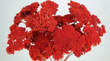 Achillea Paker getrocknet - 1 Bund - Siana - Si-nature