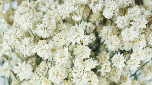 Achillea Ptarmica - 1 Strauß - Naturfarbe Weiß - Si-nature