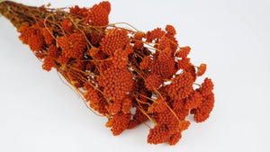 Achillea Silvestre getrocknet - 1 Bund - Amber - Si-nature