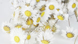 Acroclinium - 1 ramo - color natural blanco