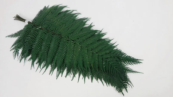 Brilliant fern preserved Premium - 9 stems - Green