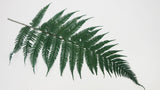 Lustre Shield Fern Conservated Premium - 9 Steli - Verde