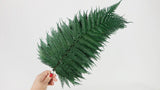 Brilliant fern preserved Premium - 9 stems - Green