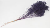 Broom Bloom getrocknet - 1 Strauß - Dunkelviolett - Si-nature