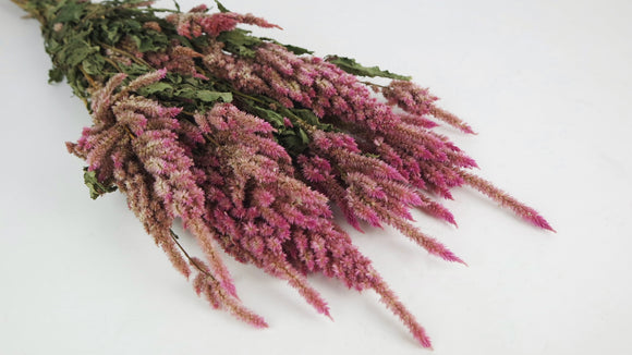 Celosia seca - 1 manojo - color natural rosa