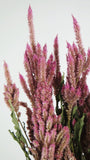 Celosia seca - 1 manojo - color natural rosa
