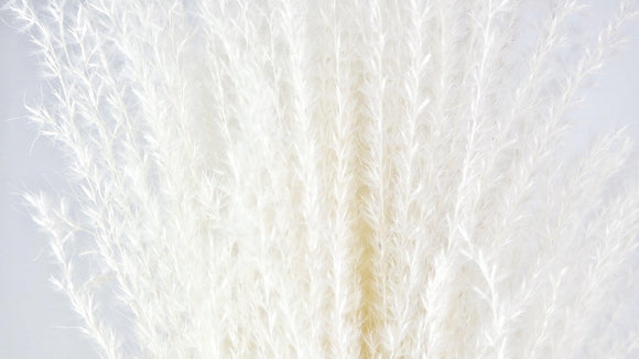 Miscanthus - 10 Stängel - Weiß - Si-nature