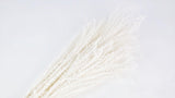 Miscanthus - 10 Stängel - Weiß - Si-nature