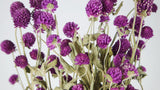 Gomphrena - 1 paquete - color natural violeta