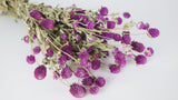 Gomphrena - 1 paquete - color natural violeta