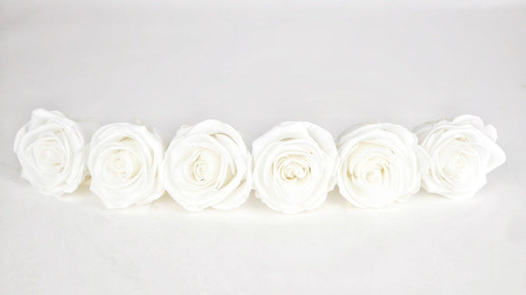 Stabilisierte Rosen Kiara 6 cm - 6 Stück - Pure white - Si-nature