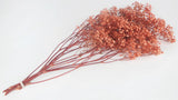 Gypsophile stabilisé - 1 botte - Corail