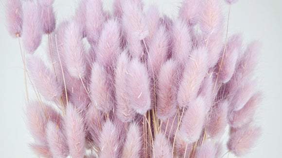 Bunny Tail Grass - 1 bunch - Glycine