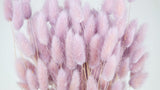 Bunny Tail Grass - 1 bunch - Glycine