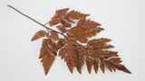 Leather fern preserved Premium - 6 stems - Amber