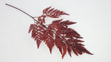 Leather fern preserved Premium - 6 stems - Red