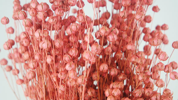 Dried flax - 1 bunch - Vintage pink