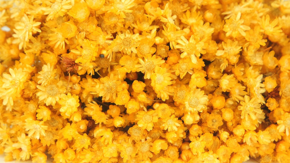 Marcela séchée - 1 bouquet - Jaune