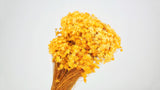 Marcela séchée - 1 bouquet - Jaune