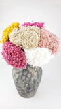 Marcela séchée - 1 bouquet - Jaune