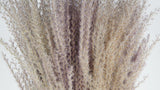 Miscanthus - 15 Stängel - Naturfarbe - Si-nature