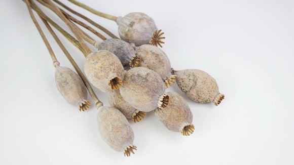 Mohnkapseln giant getrocknet - 1 Strauß - Naturfarbe - Si-nature