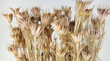 Nigella orientalis - 1 Bund - Naturfarbe