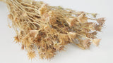 Nigella orientalis - 1 Bund - Naturfarbe
