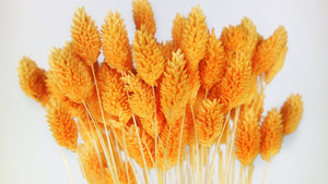 Phalaris seco - 1 manojo - mango