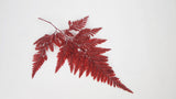 Davalia fern preserved - 6 stems - Red