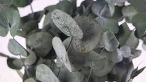 Eucalyptus Spirale stabilisé - 1 botte - Vert