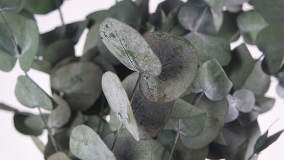 Eucalyptus Spirale stabilisé - 1 botte - Vert
