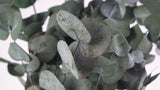 Eucalyptus Spirale stabilisé - 1 botte - Vert