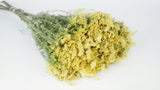 Solidago getrocknet - 1 Bund - Naturfarbe gelb - Si-nature