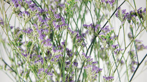 Limonium getrocknet - 1 Bund - Naturfarbe lila - Si-nature