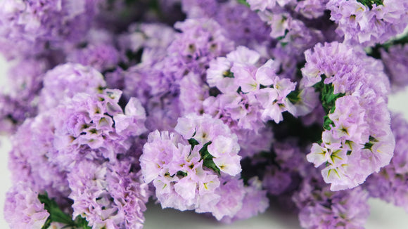 Statice konserviert - 1 Bund - Naturfarbe Violett