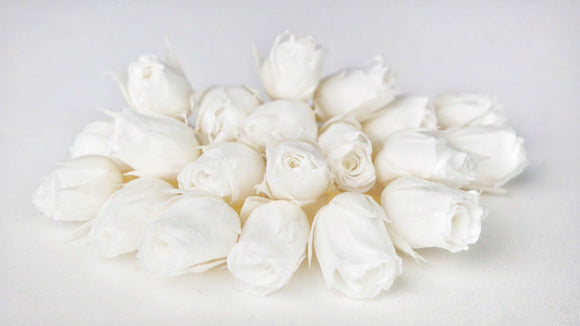 Rosenblütenknospen konserviert Earth Matters - 20 Köpfe - Pure white 001 - Si-nature
