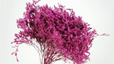 Tartari - 1 bouquet - rosso fucsia