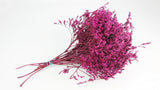 Tartari - 1 bouquet - rosso fucsia