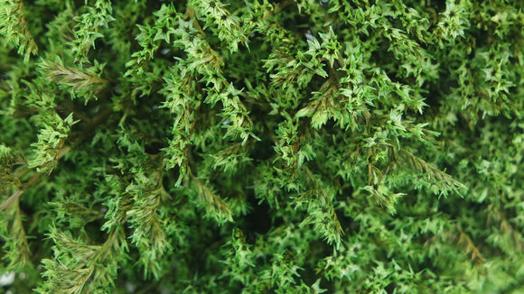 Dried tatarica - 1 bunch - Green