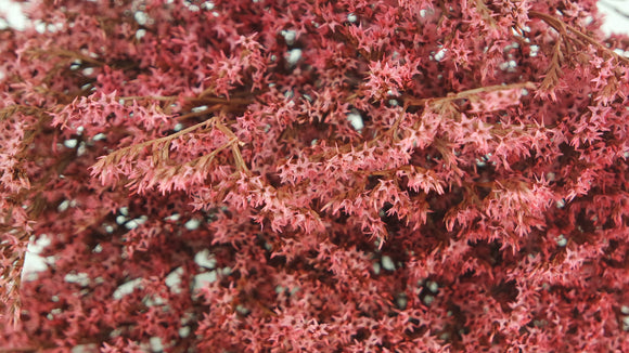 Dried tatarica - 1 bunch - Pink