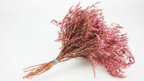 Dried tatarica - 1 bunch - Pink